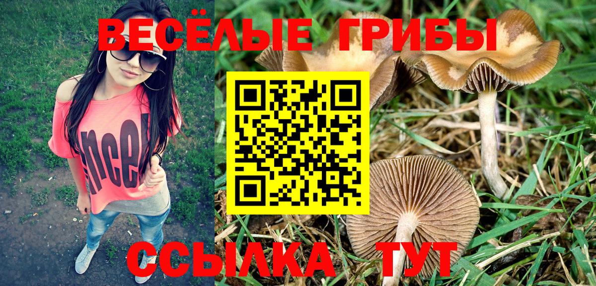 Псилоцибиновые грибы прущие грибы  цена наркотик  Краснознаменск  Вход с VPN 